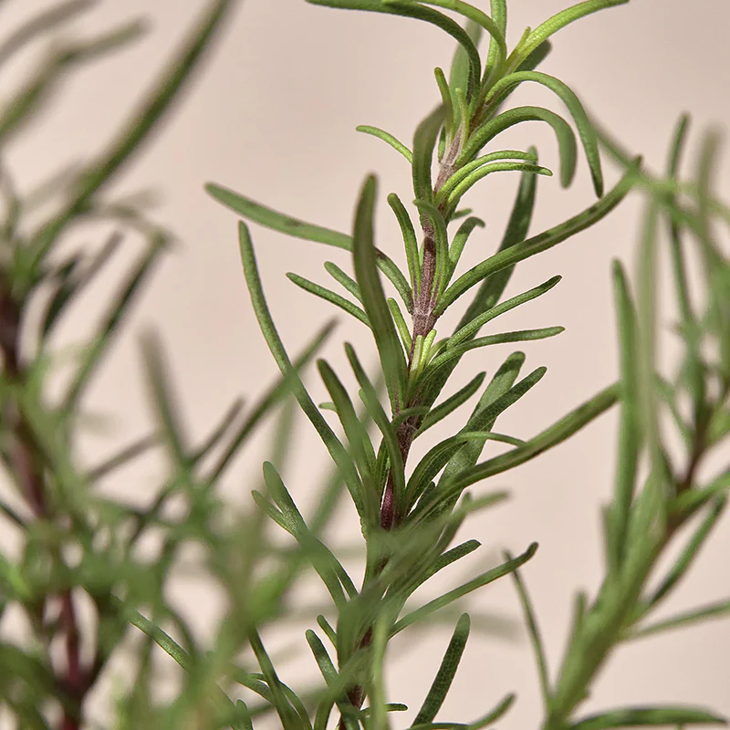 Miniatuur 7
